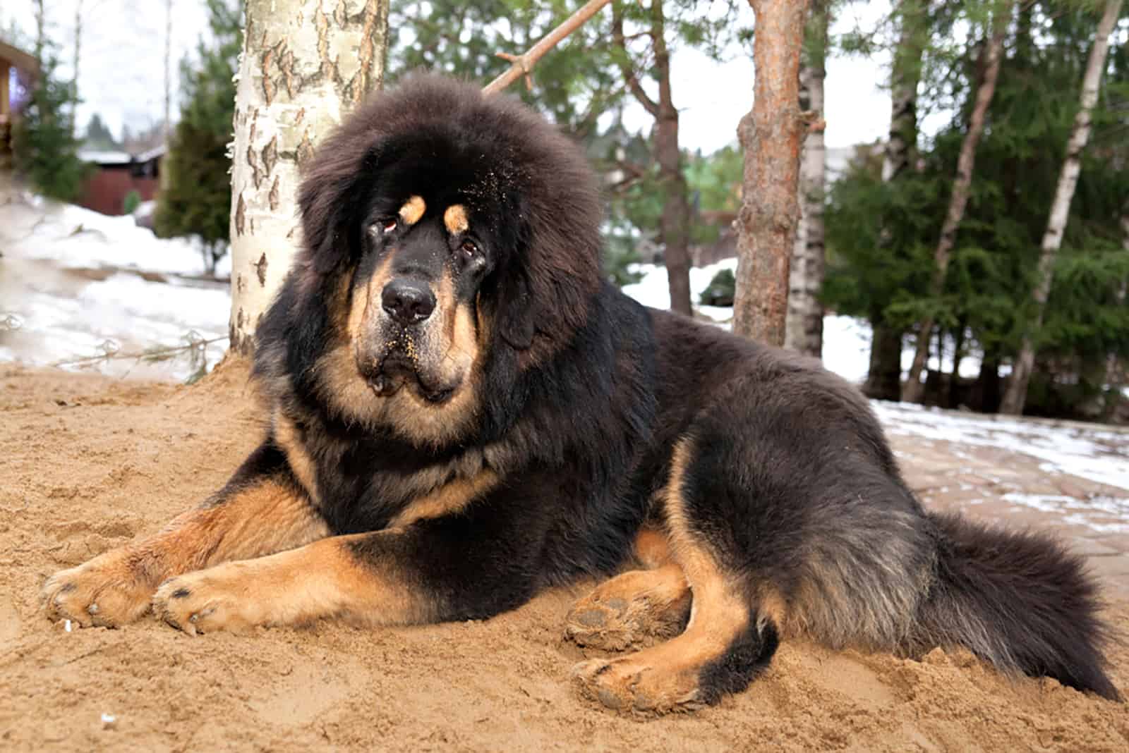 tibetan mastiff dog lying on the sand