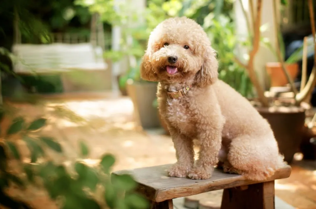 toy poodle in the garden