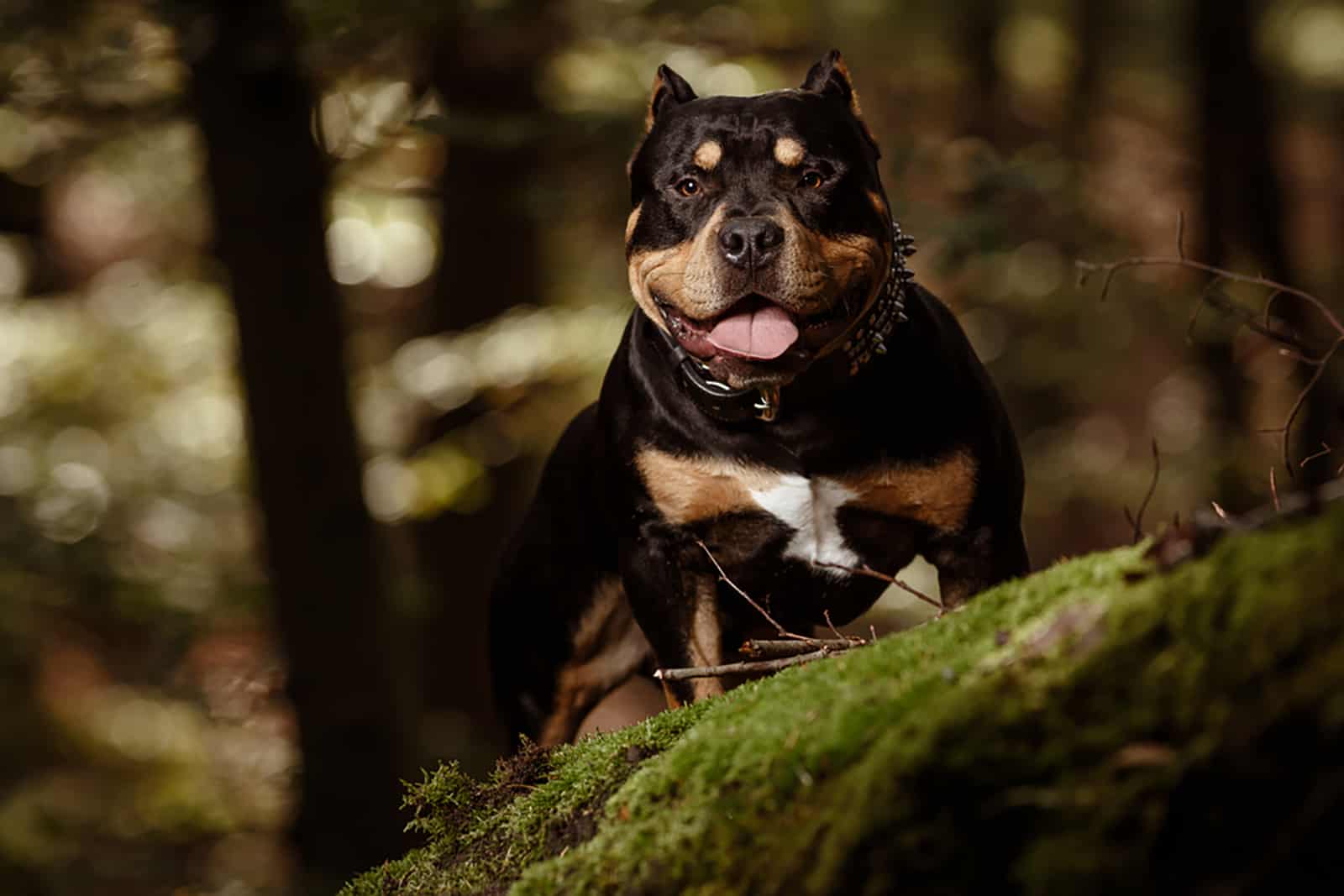 tri color american bully dog in nature