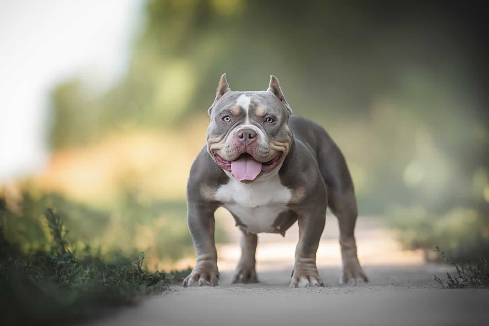 tri color american bully standing in the garden