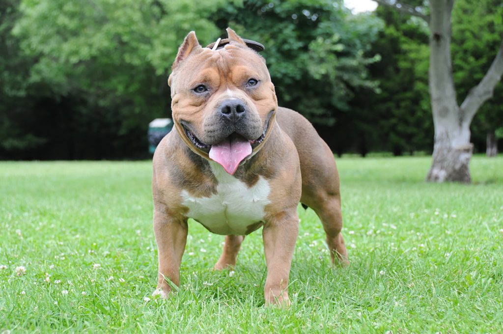 The TriColor Bully Looks Great, Truly