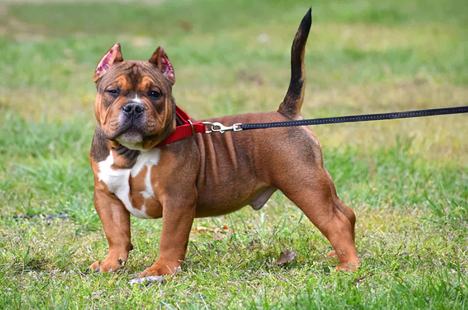 tri color bully puppy on a leash