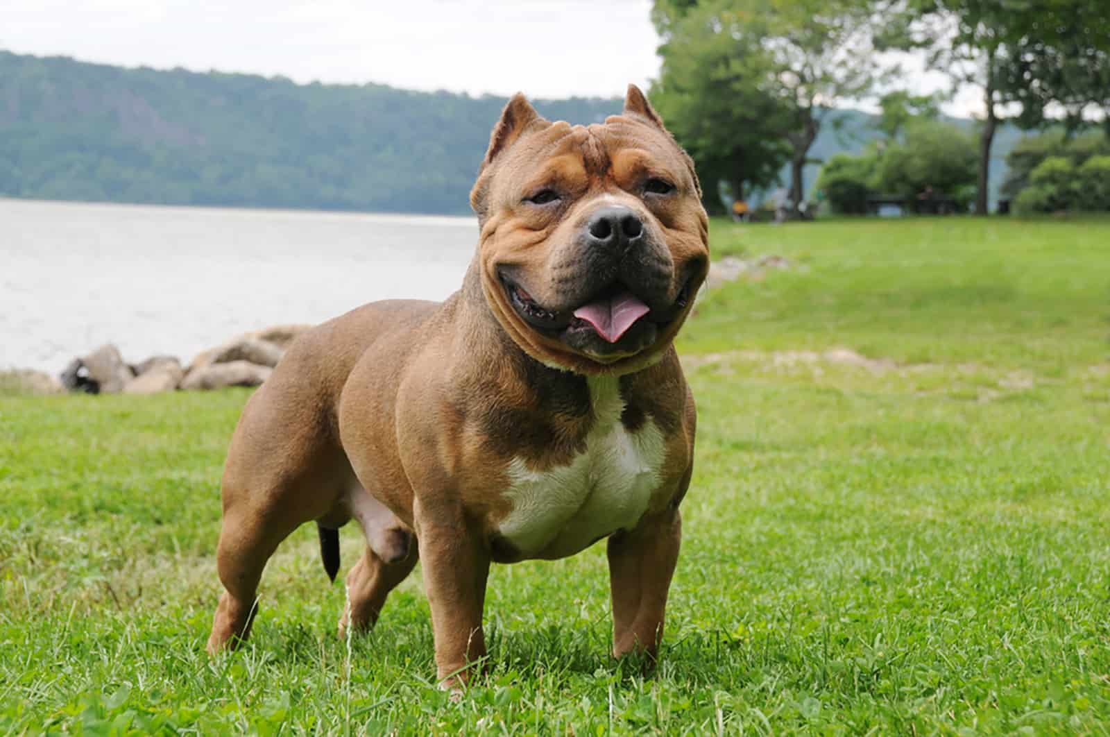 tri color bully standing in the park