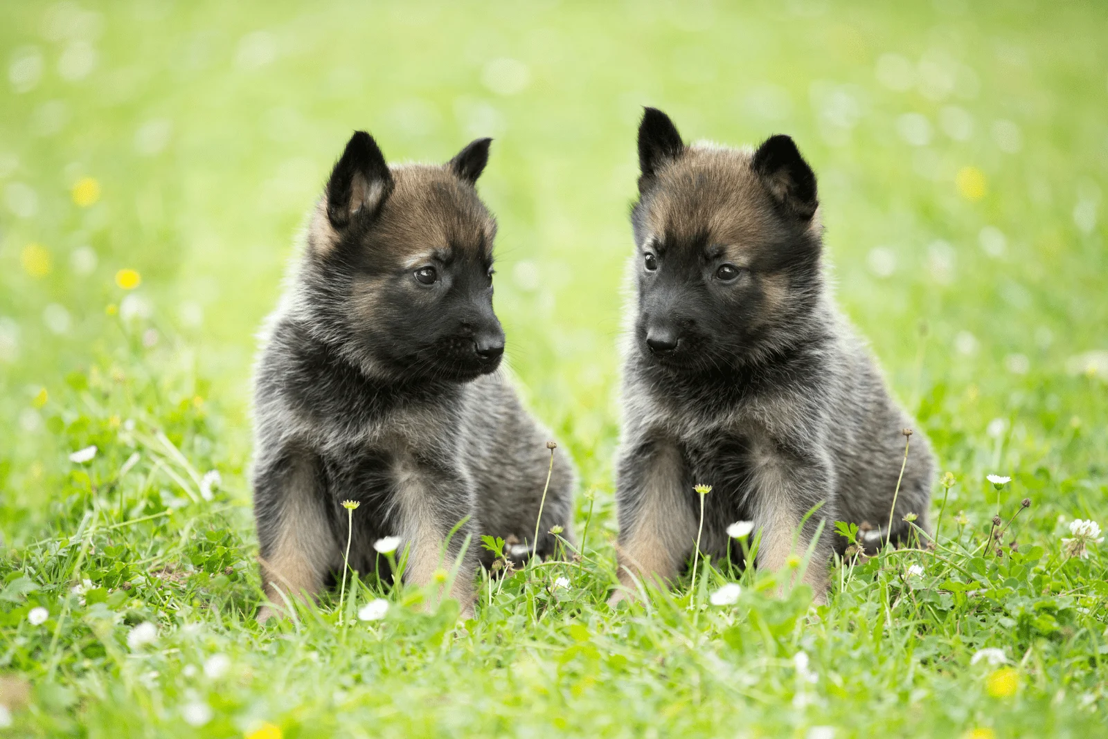 two German Shepherd Puppies enjoying the garden