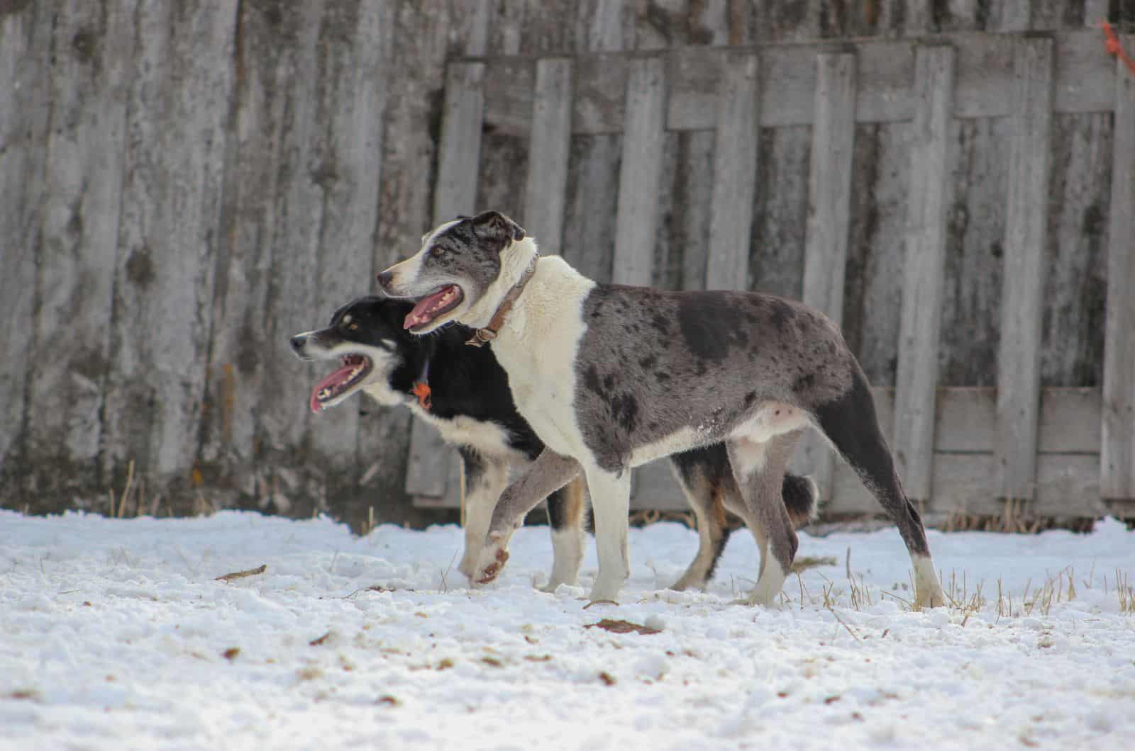 two Hanging Tree Dogs