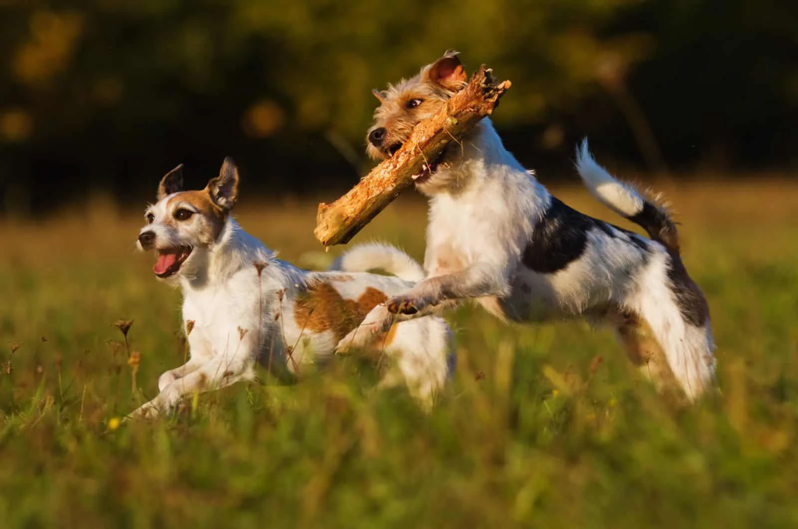 two Parson Russell Terrier dogs playing