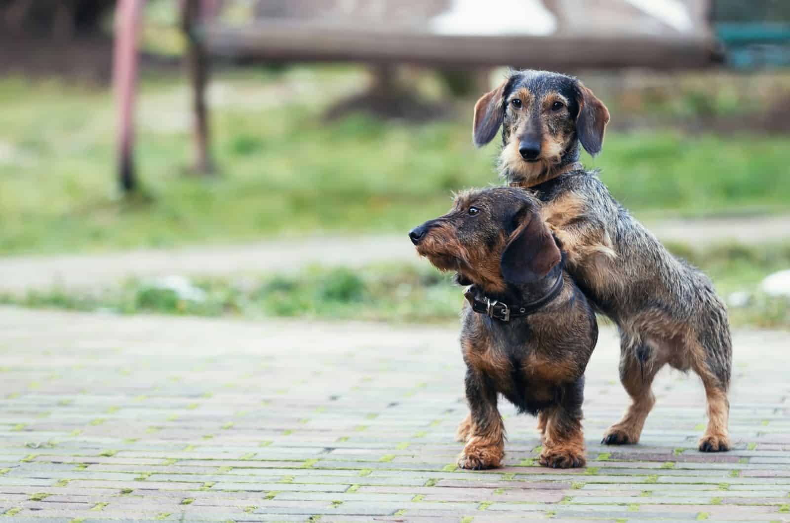 two Wire-Haired Dachshund dogs