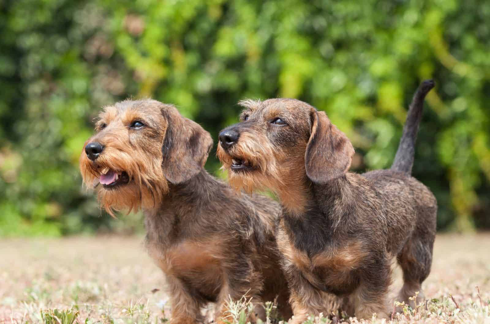 two Wire-Haired Dachshunds