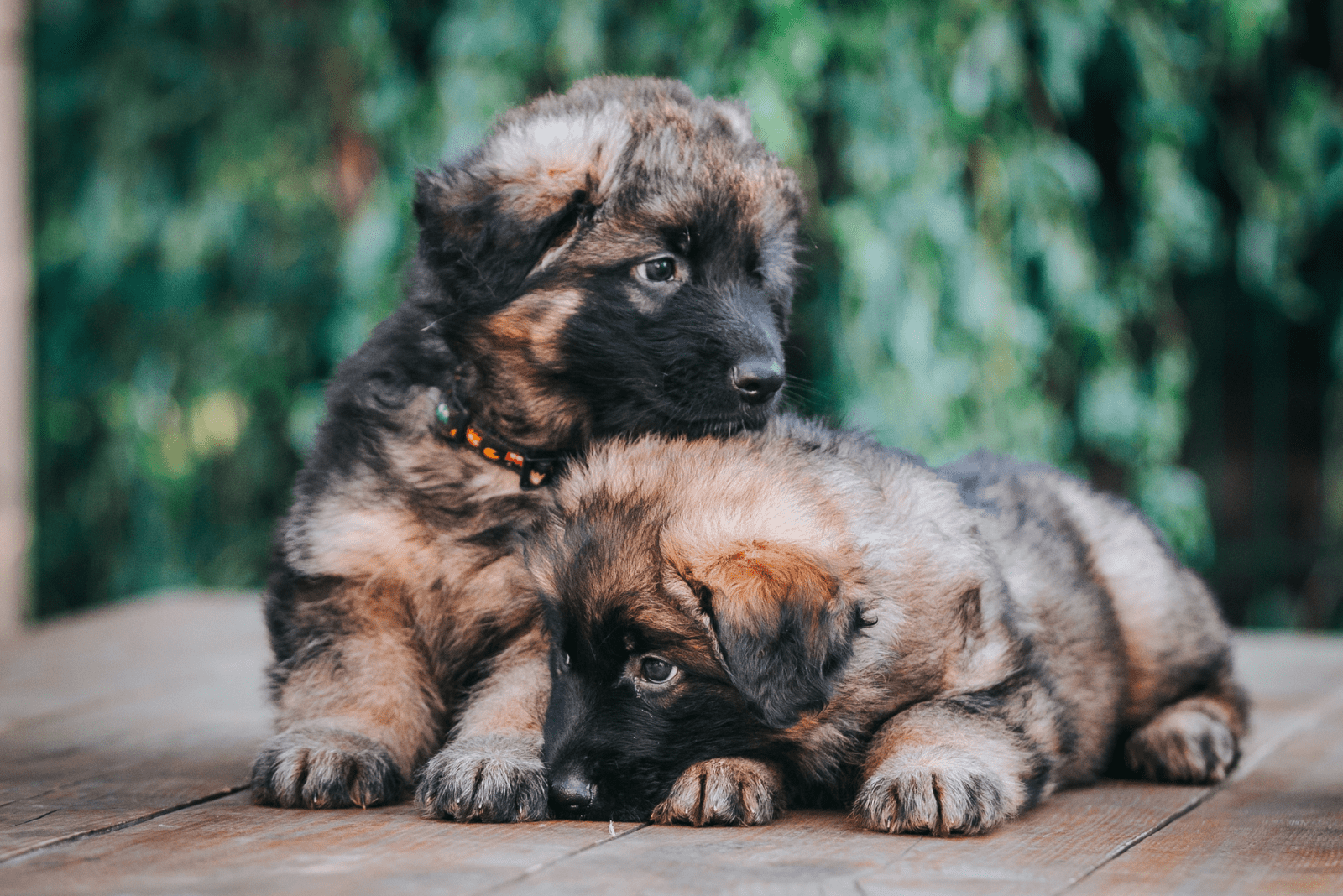 two adorable German Shepherd Puppies