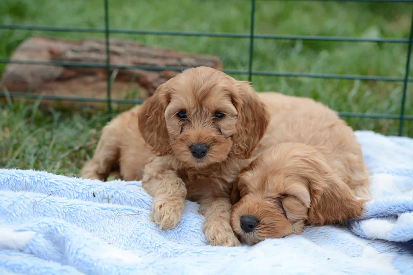 two adorable cockapoo puppies lying together
