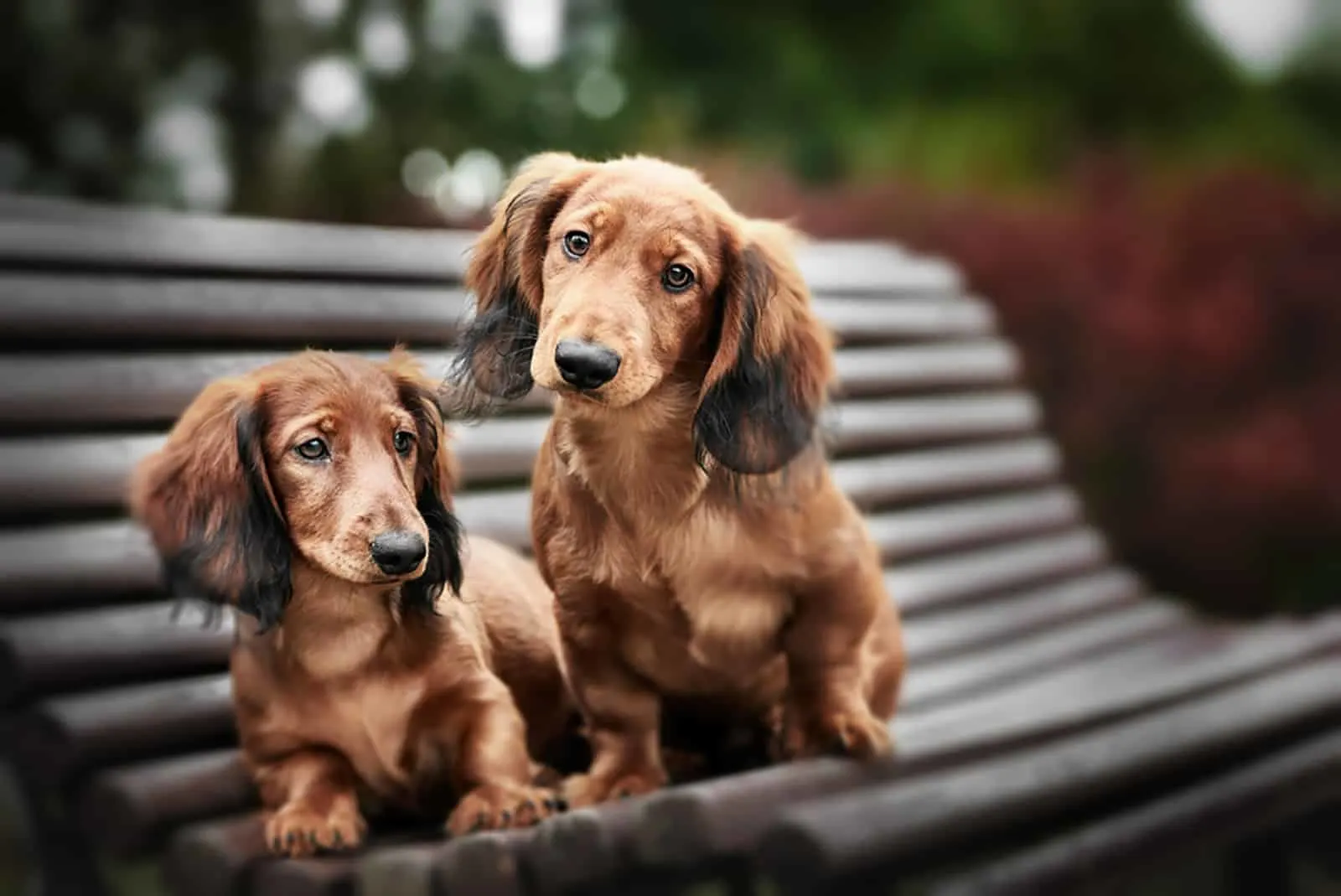 two adorable dachshund puppies sitting on a bench