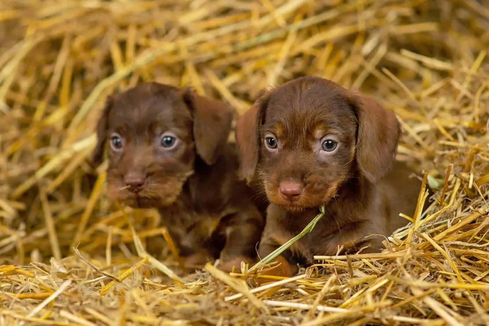 two adorable dachshund puppies sitting in the hay