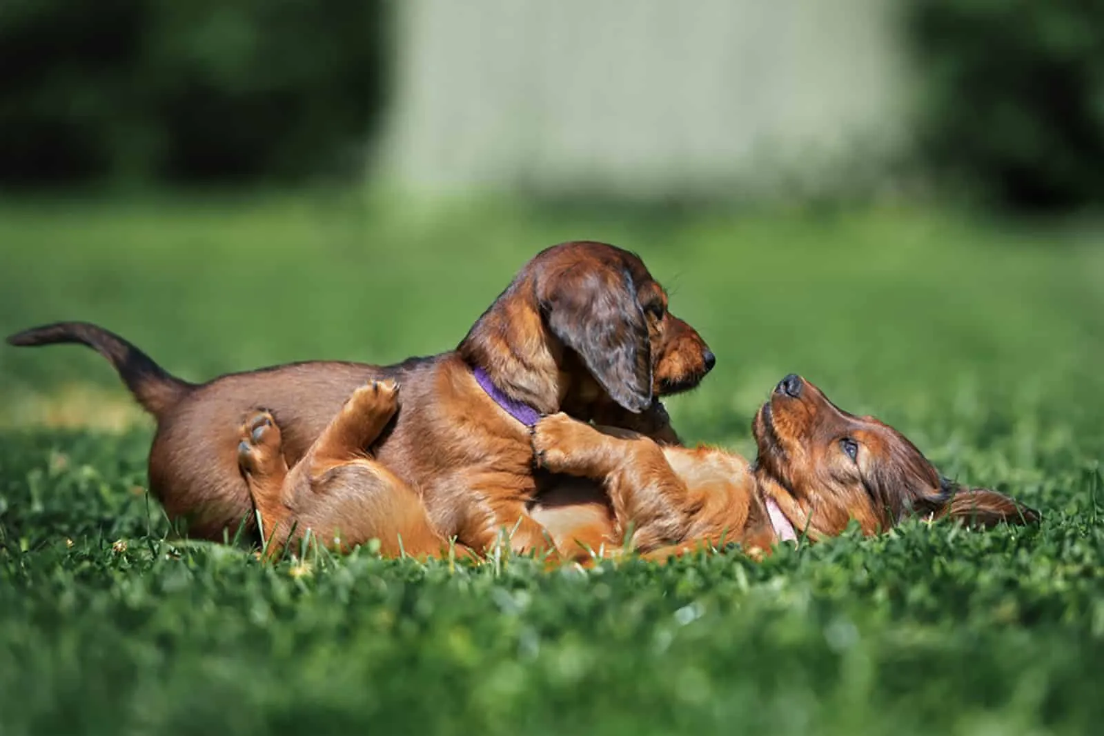 two adorable dachshund puppies playing together on the grass