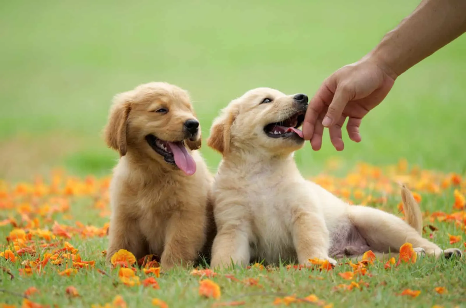 two adorable golden retriever puppies playing with owner