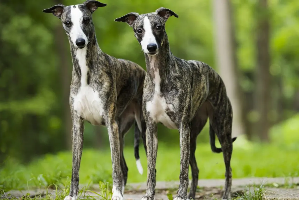 two adult whippet dogs
