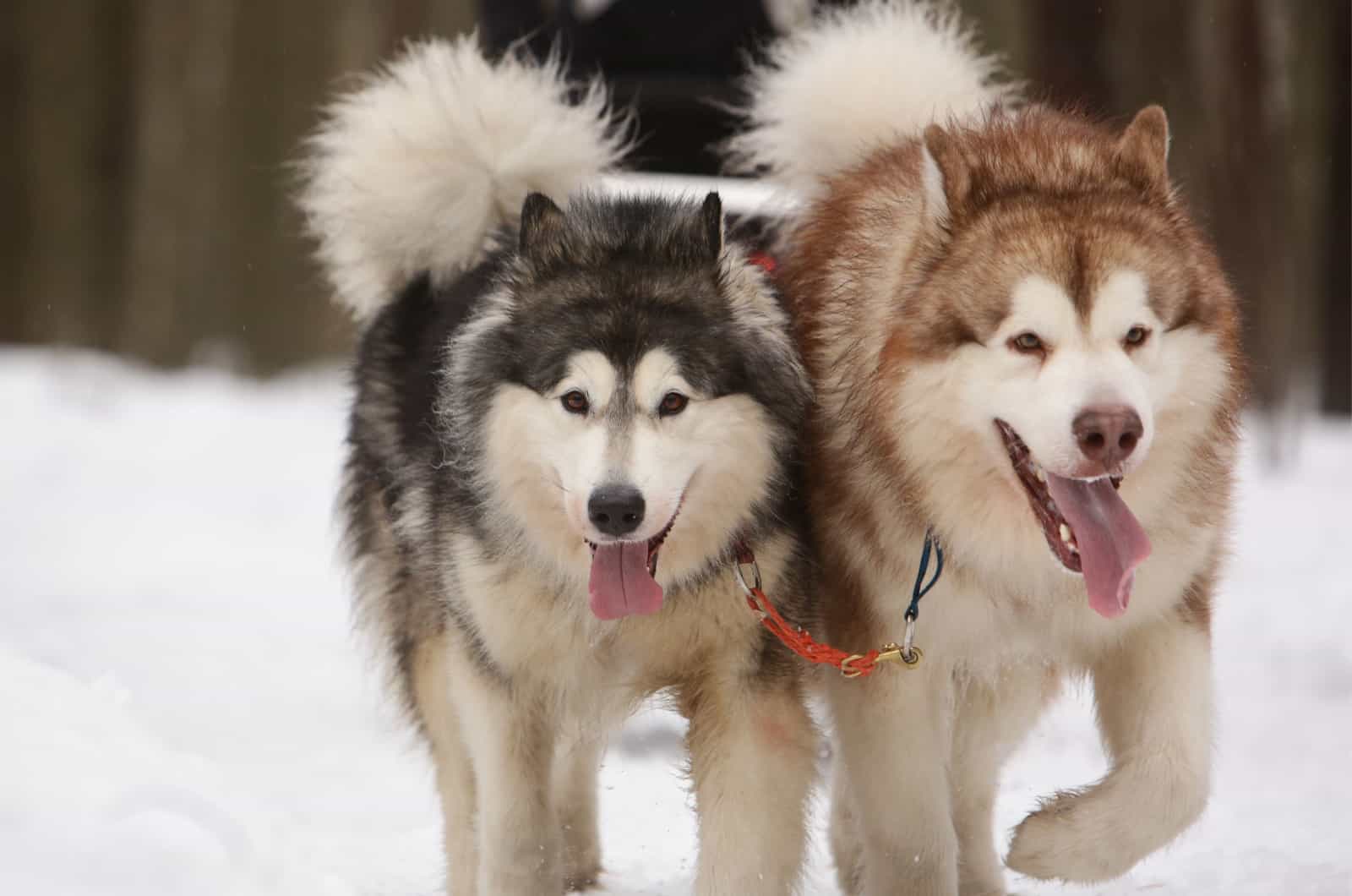 two alaskan malamutes running