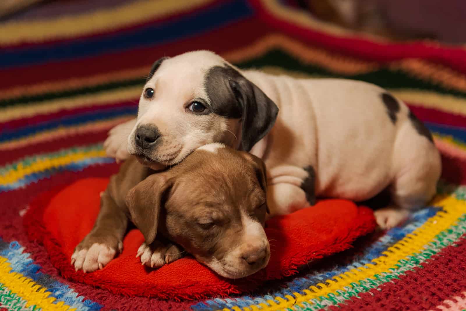 two american pitbull pupies lying together