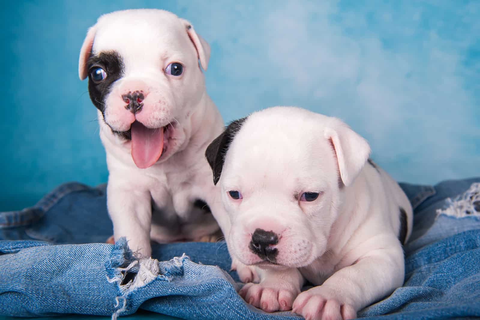 two american pitbull puppies sitting together on a blue jeans