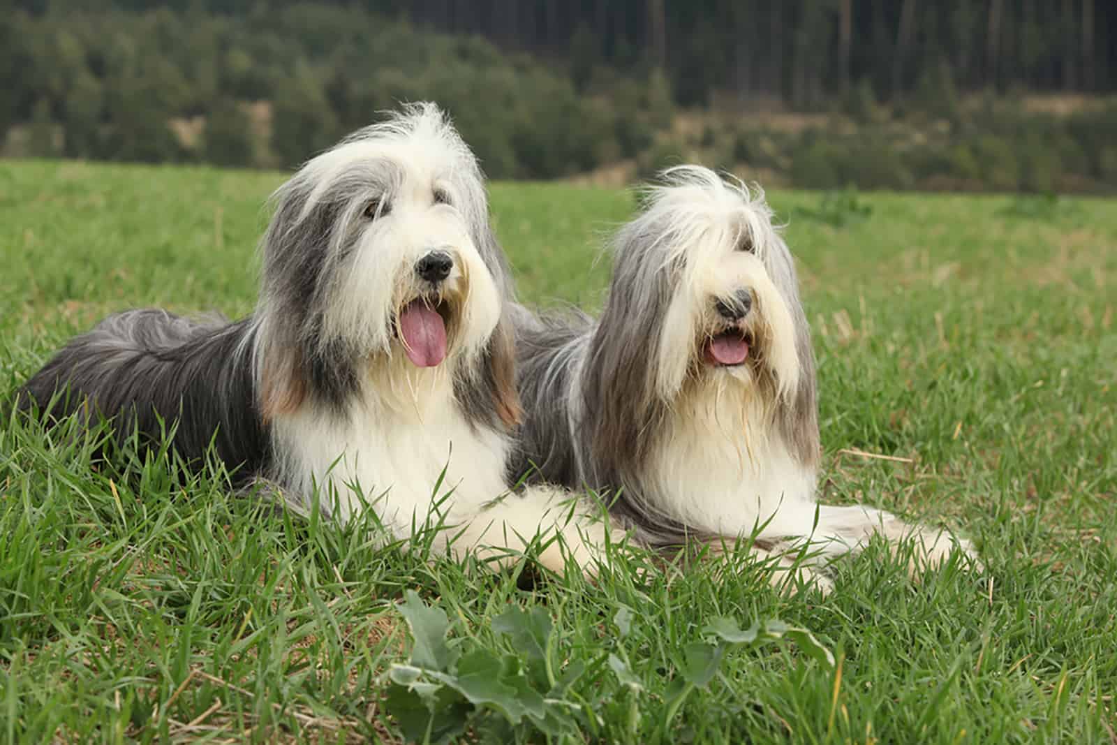 two bearded collie dogs lying in the grass