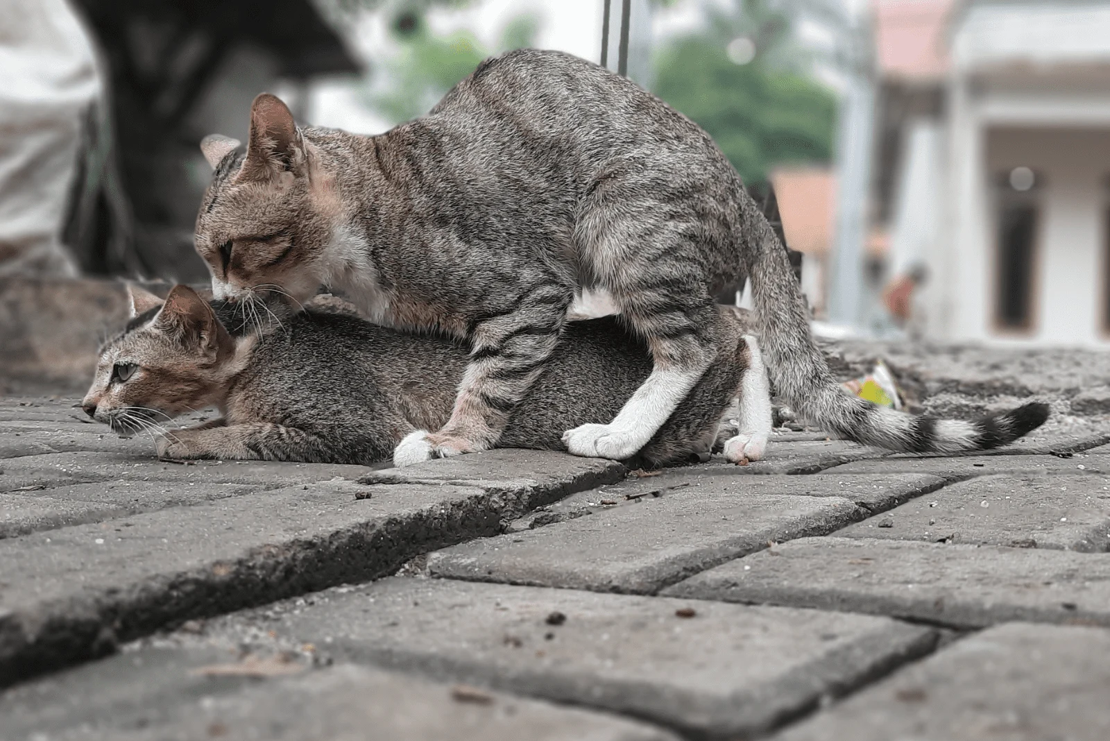 two cats are mating 