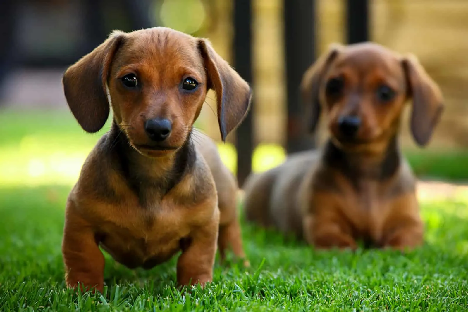 two cute dachshund puppies in the garden