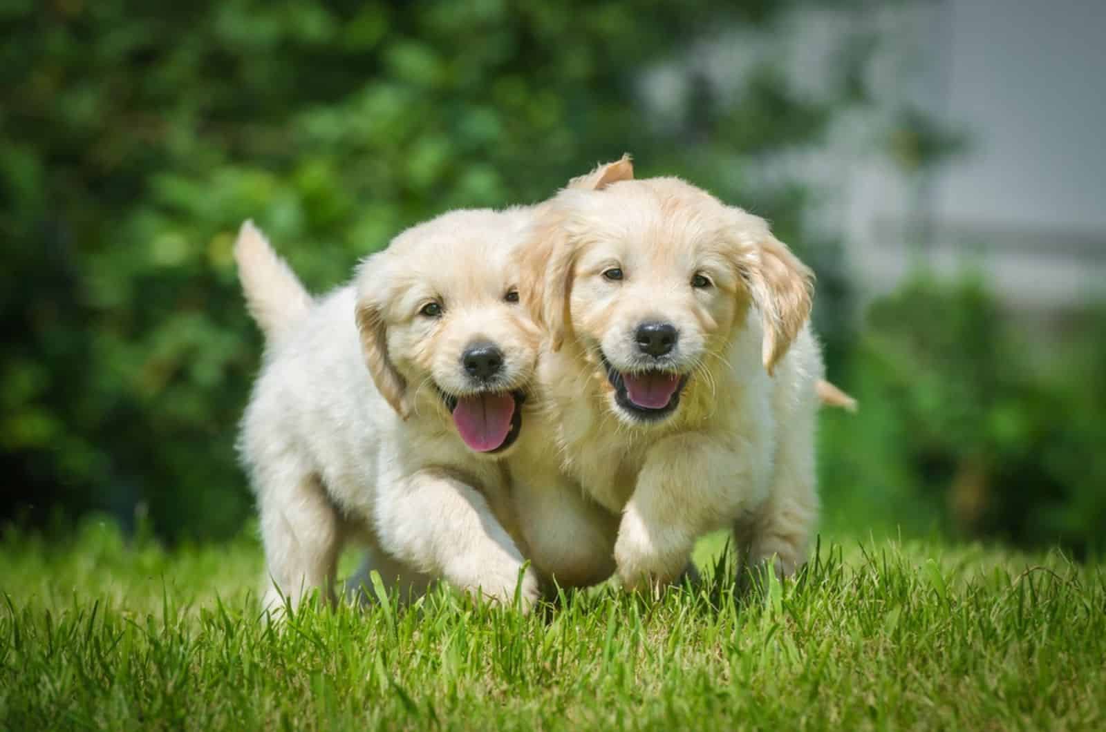 two cute golden retriever puppies playing on the lawn