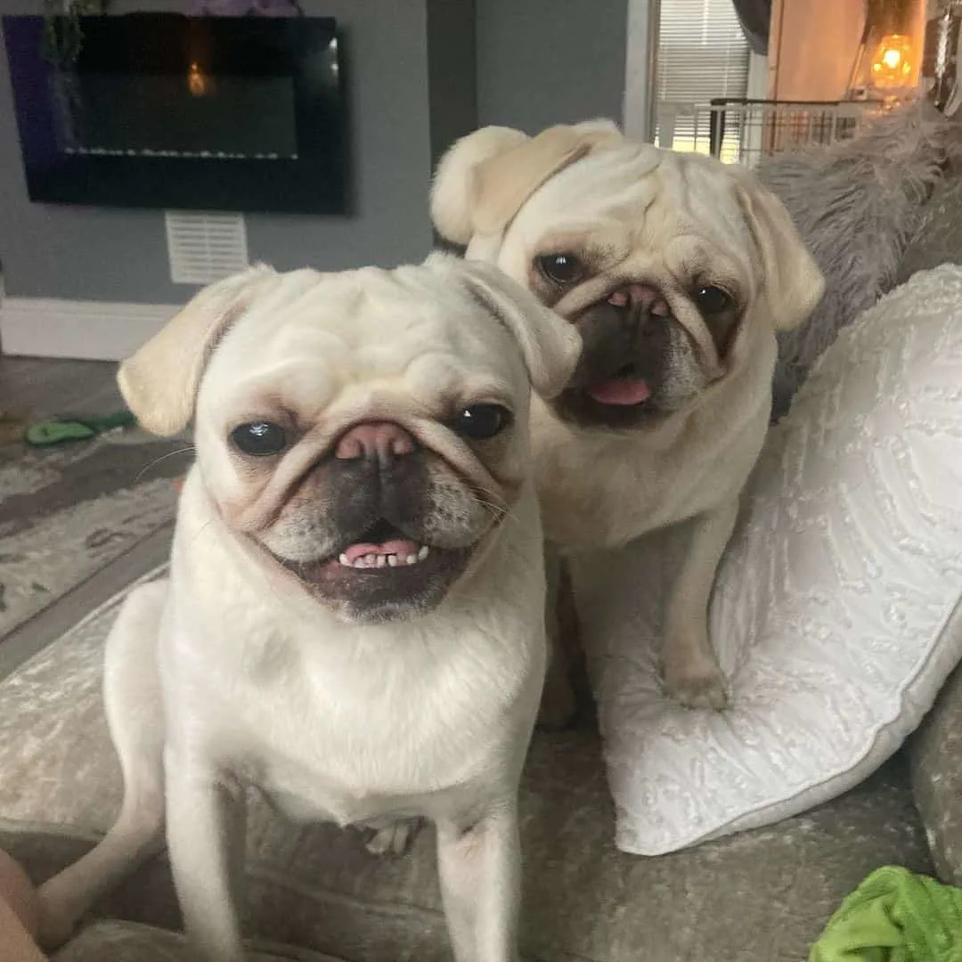 two cute white pugs sitting on the couch