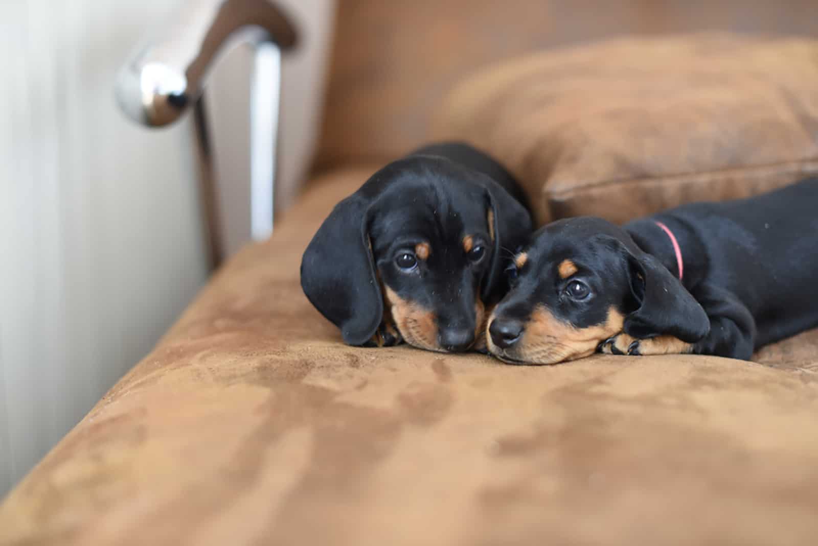 two dachshund puppies lying on the armchair