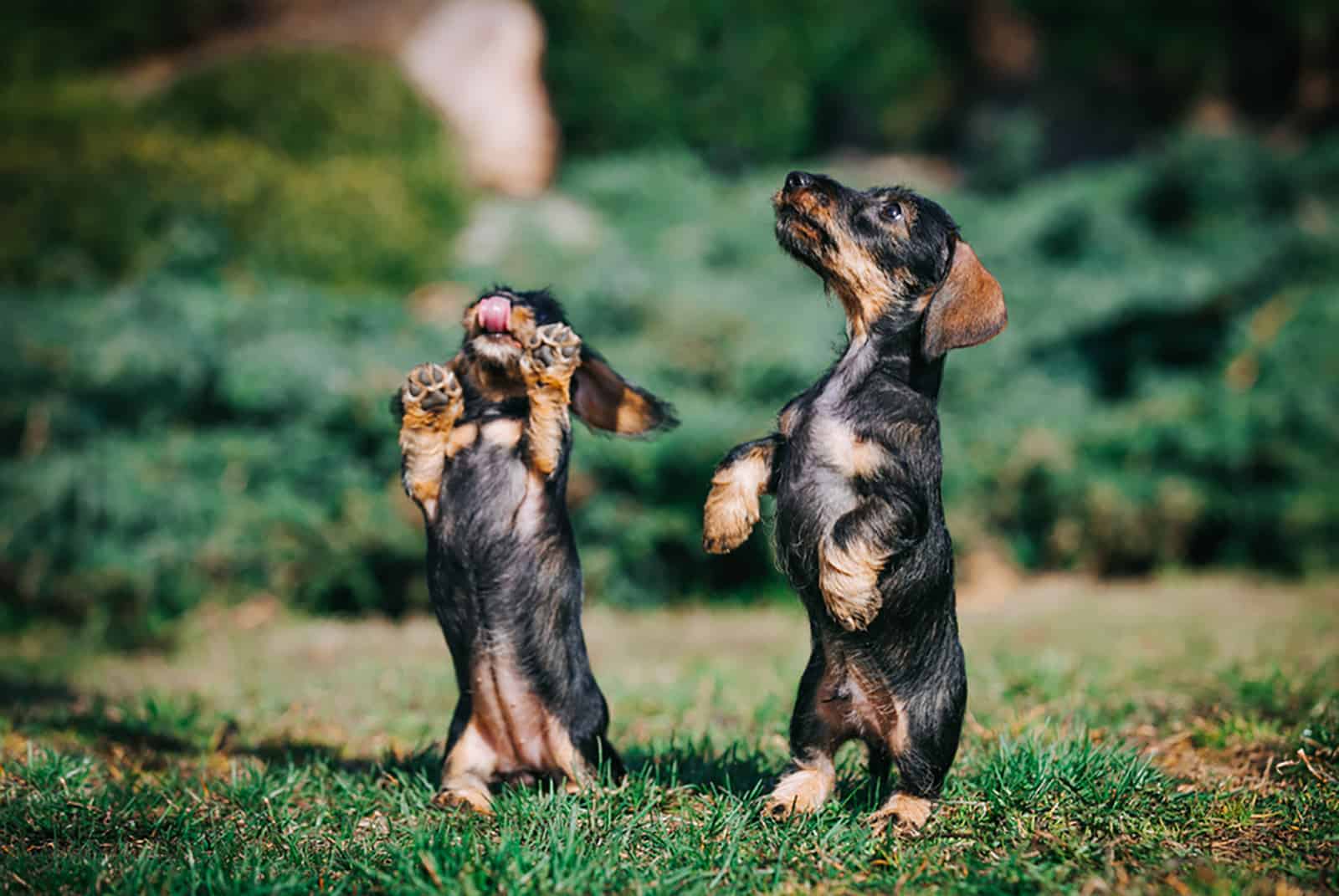 two dachshund puppies playing in the garden