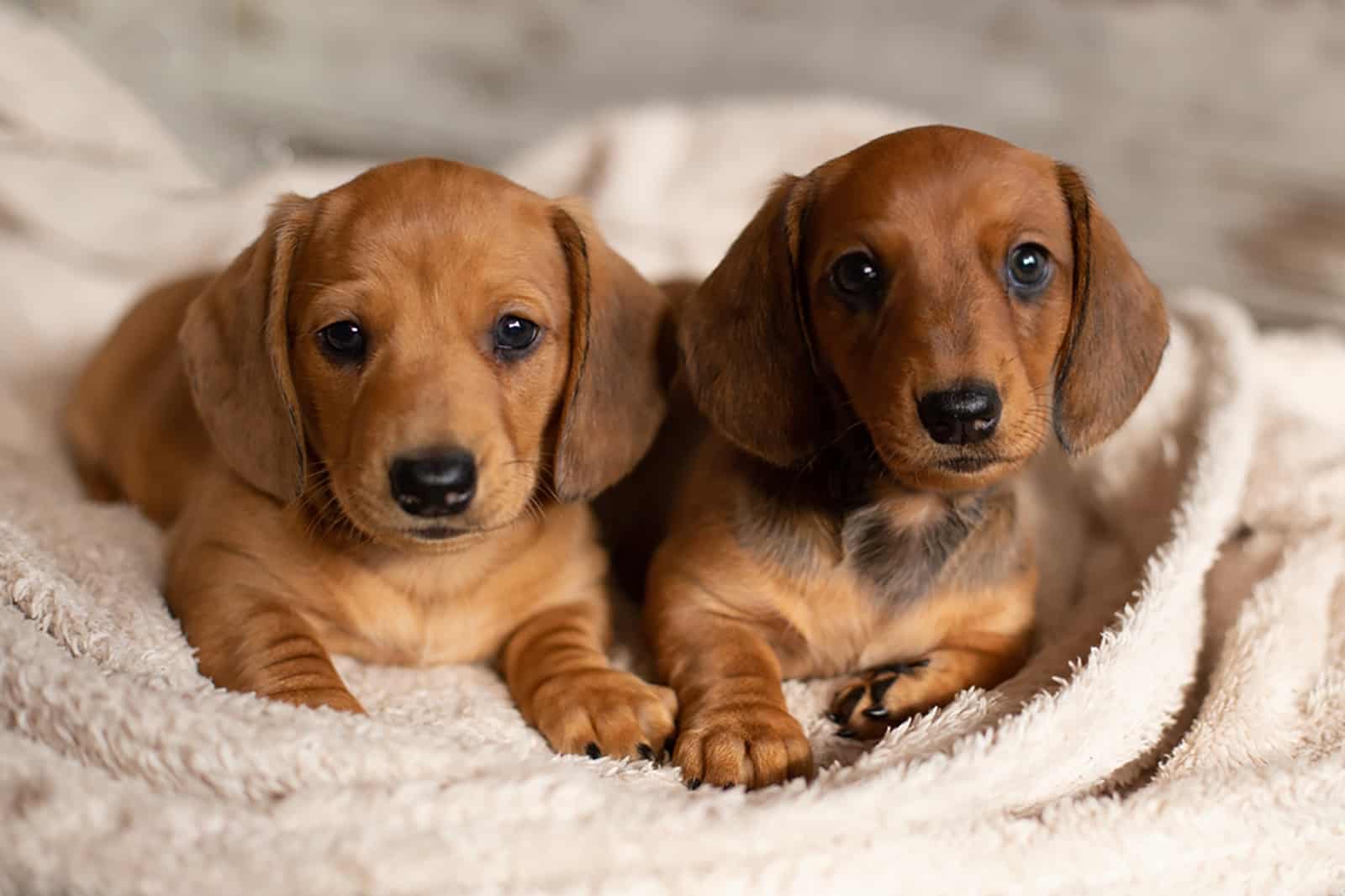 two dachshund puppies lying together
