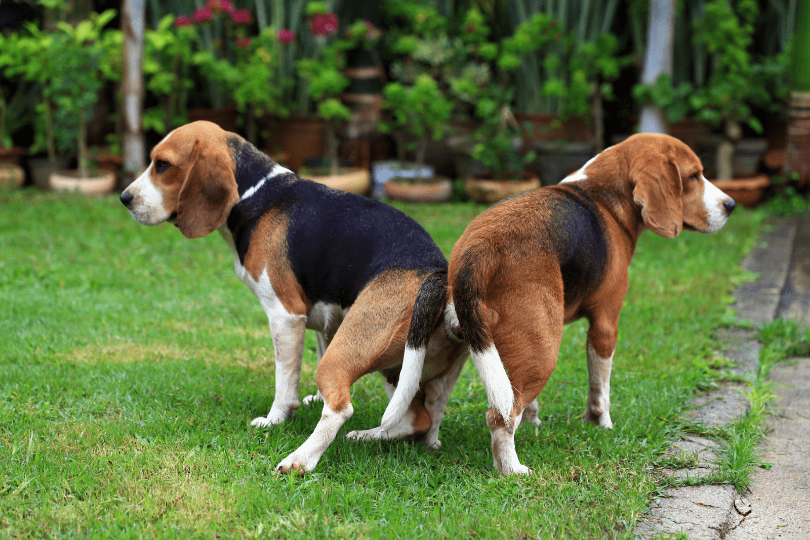 two dogs stand glued to each other