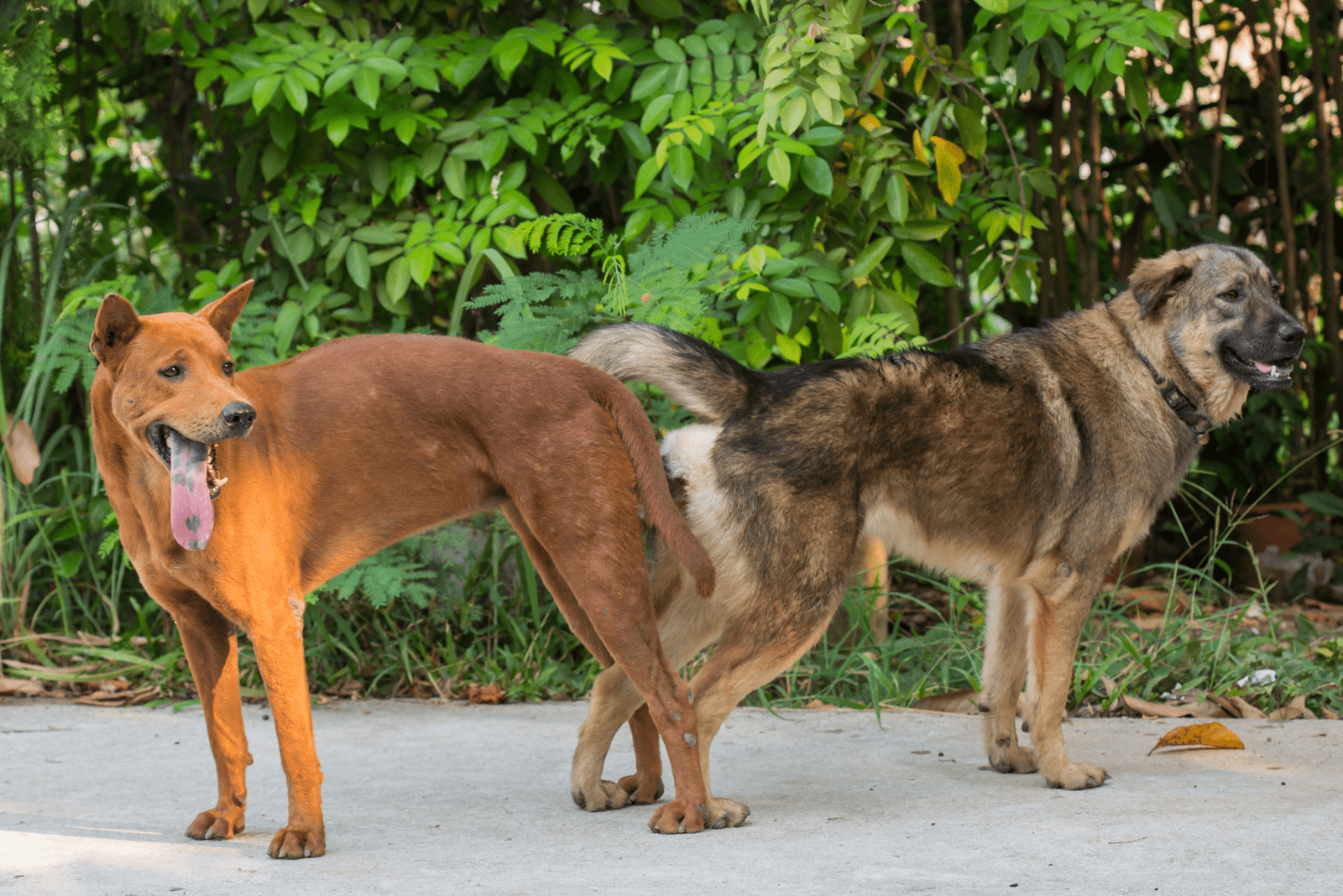 two dogs stand on the sidewalk glued to each other