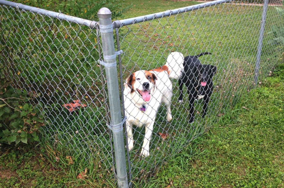 4 Steps To A Chicken Wire Dog Fence For Your Canine Houdini