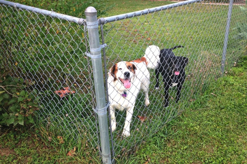 4 Steps To A Chicken Wire Dog Fence For Your Canine Houdini