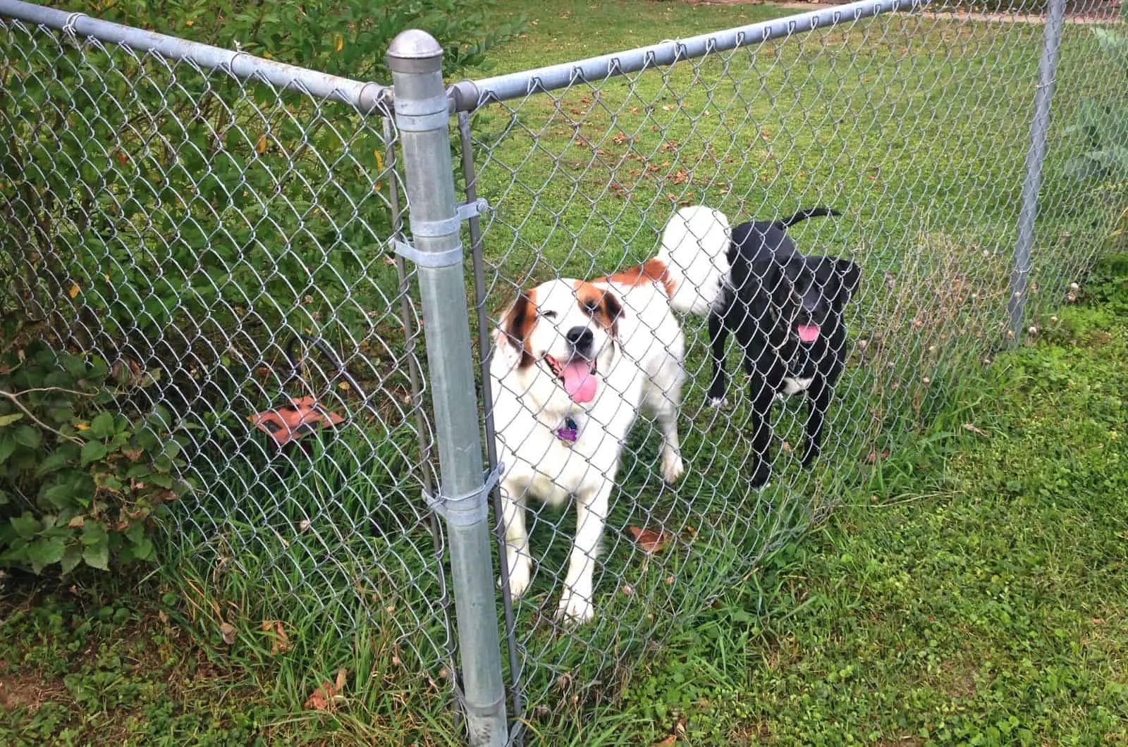 two dogs standing by Chicken Wire Dog Fence