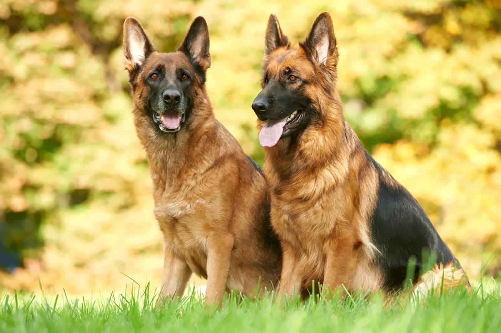 two german shepherd dogs sitting on the grass
