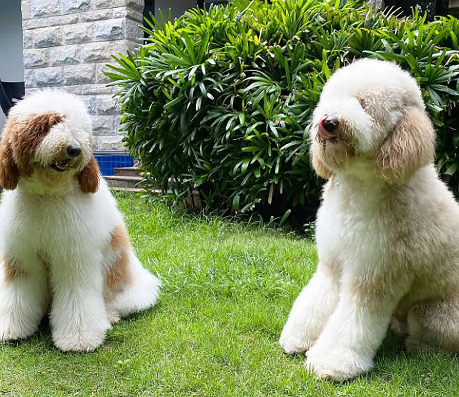 two giant poodles in the garden