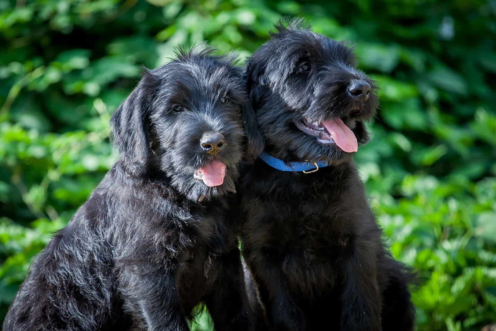 two giant schnauzer puppies sitting together in the garden