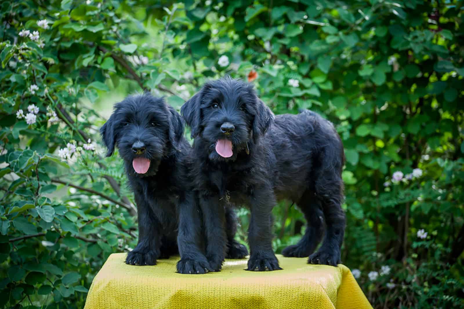 two giant schnauzer puppies standing on a chair outdoors