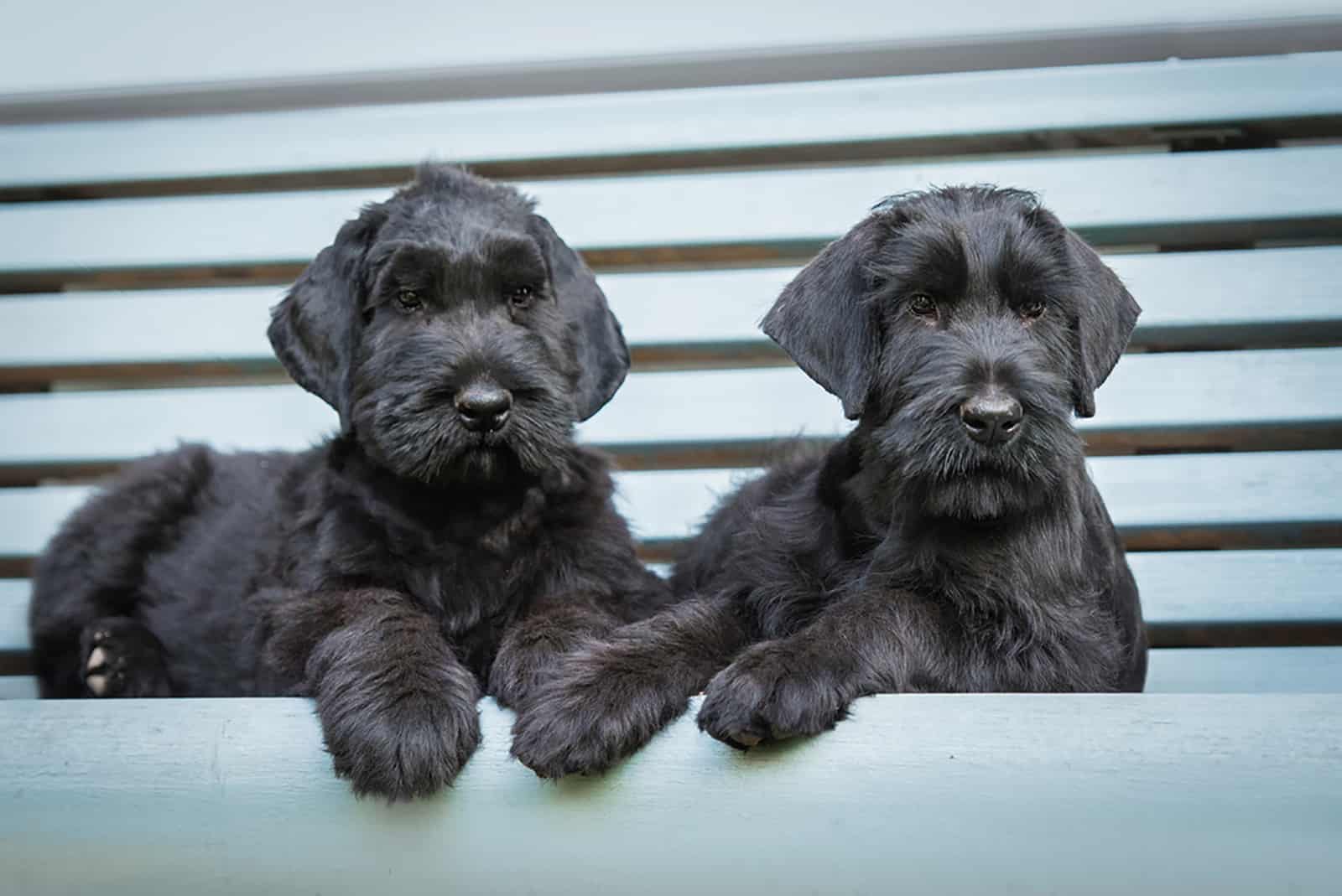 two giant schnauzer puppies lying on the bench