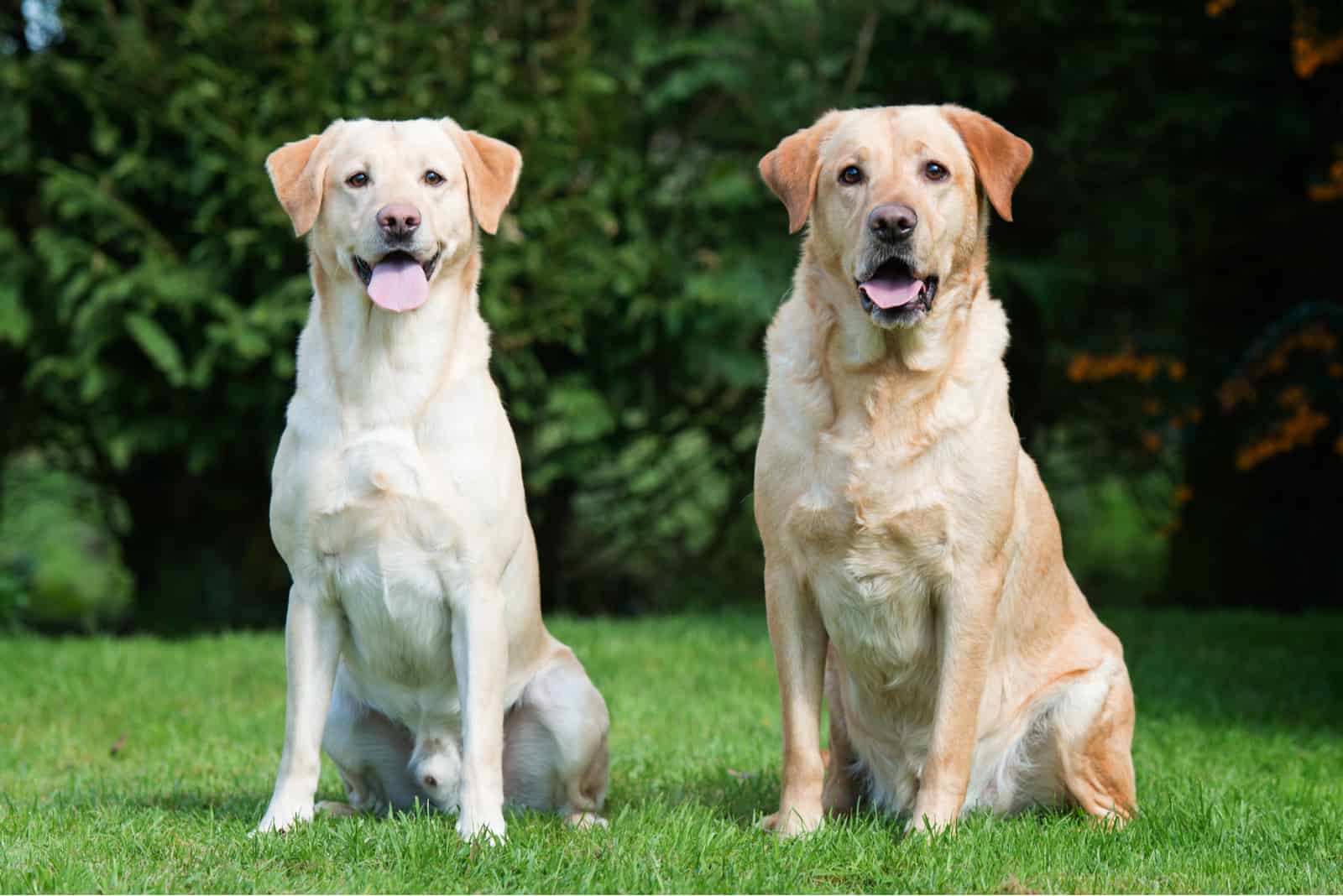 two labrador retrievers standing next to each other