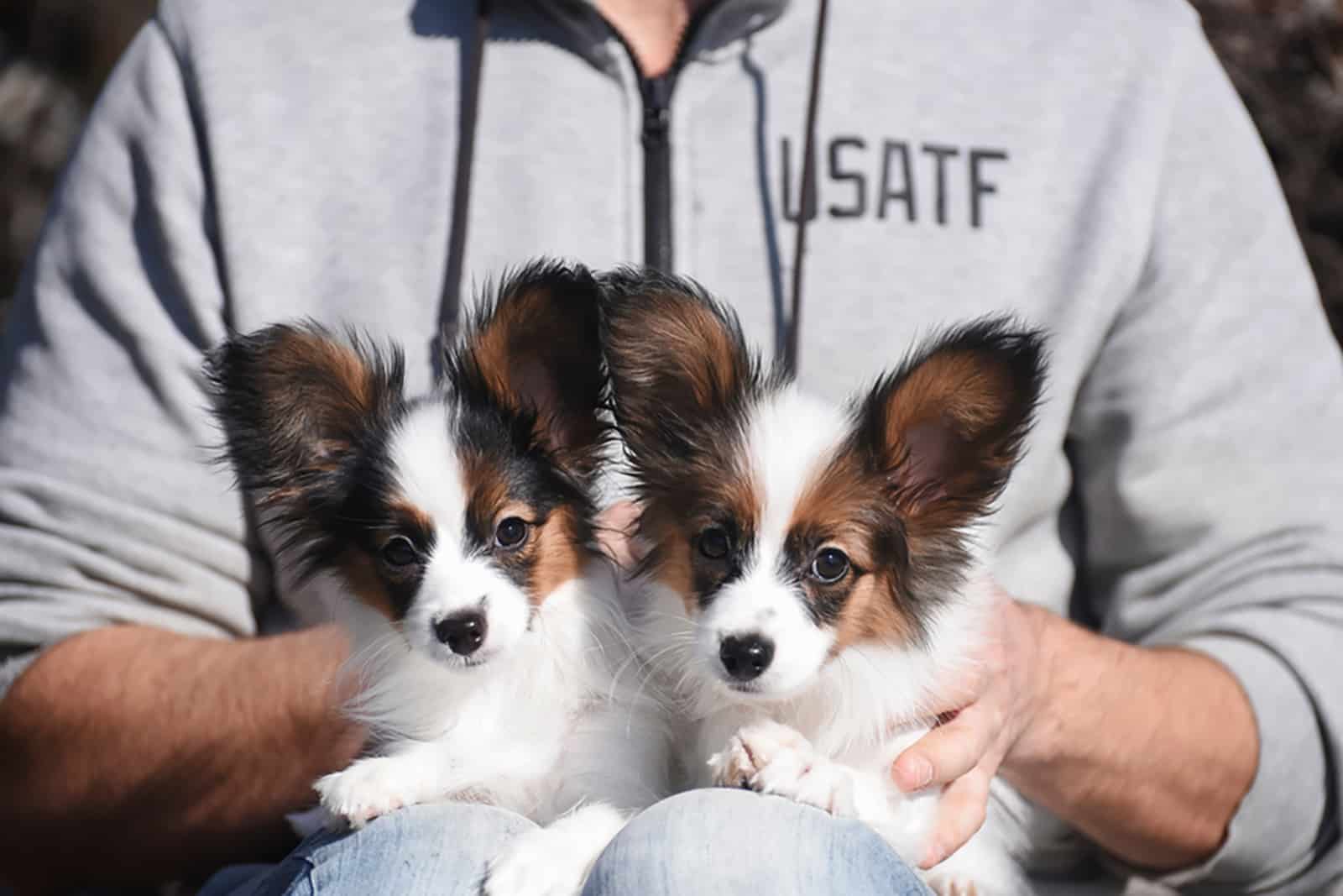 two papillon puppies with his ovwner
