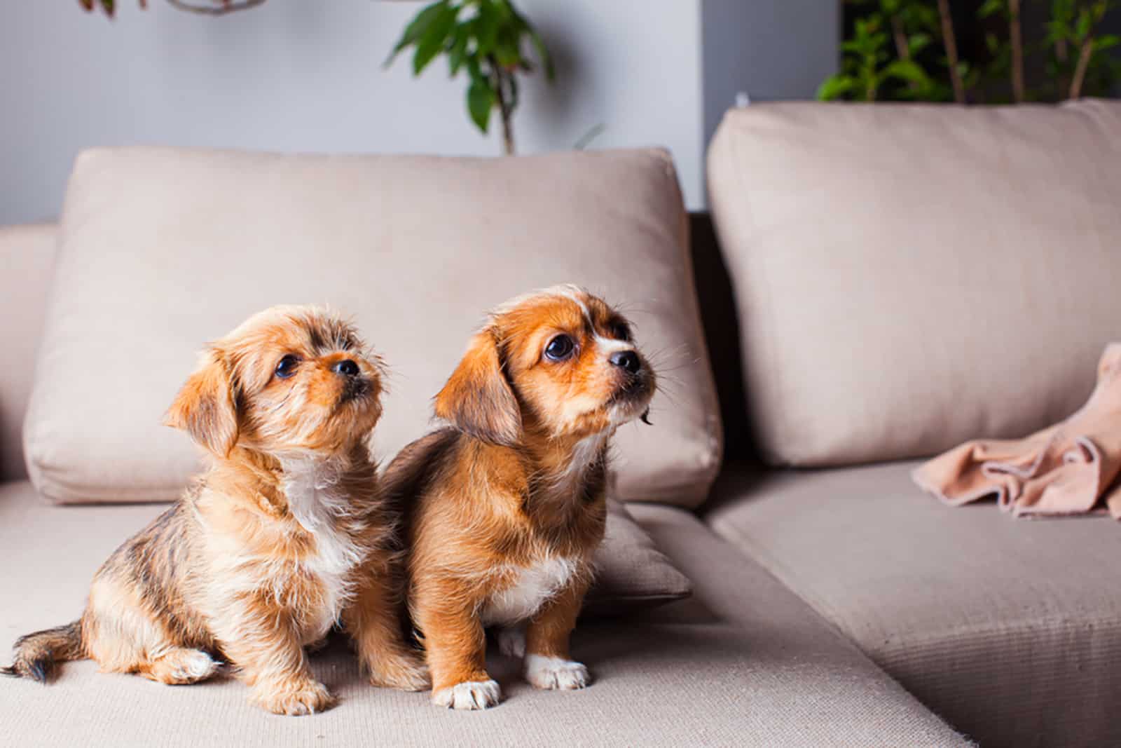 two pekingese puppies sitting on the couch