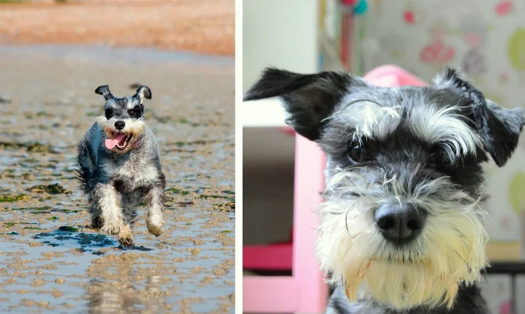 two pictures of schnauzers