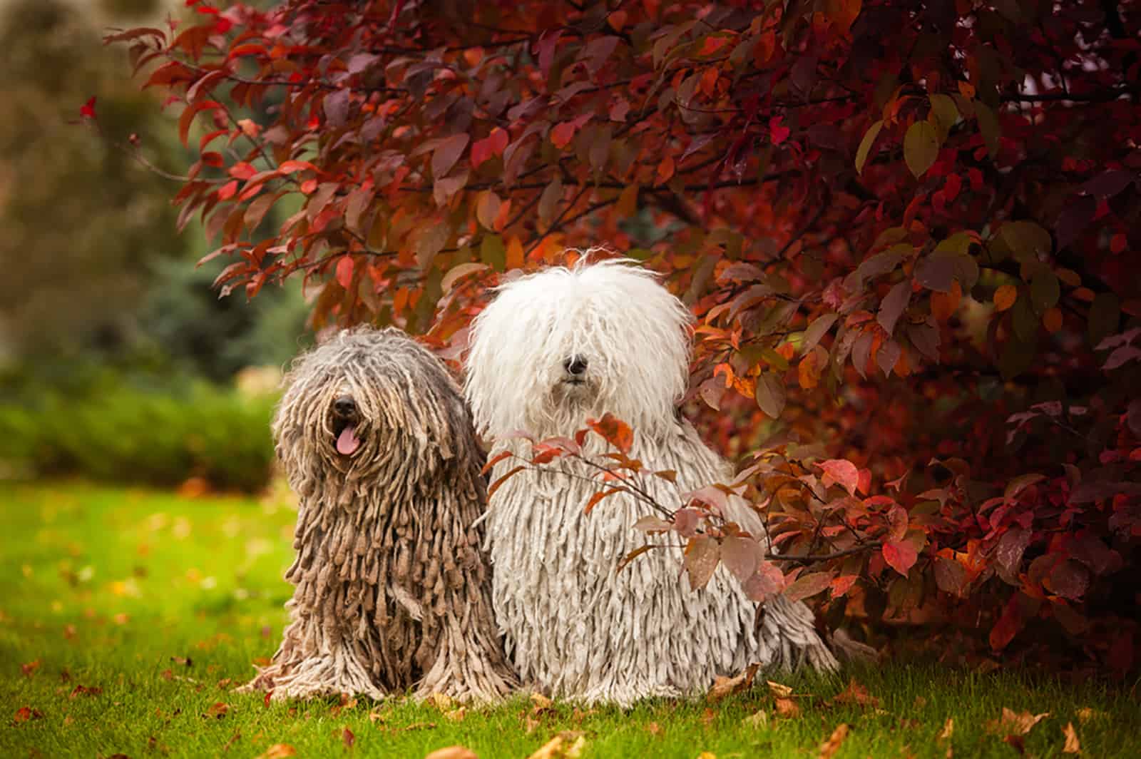 two puli dogs in the park