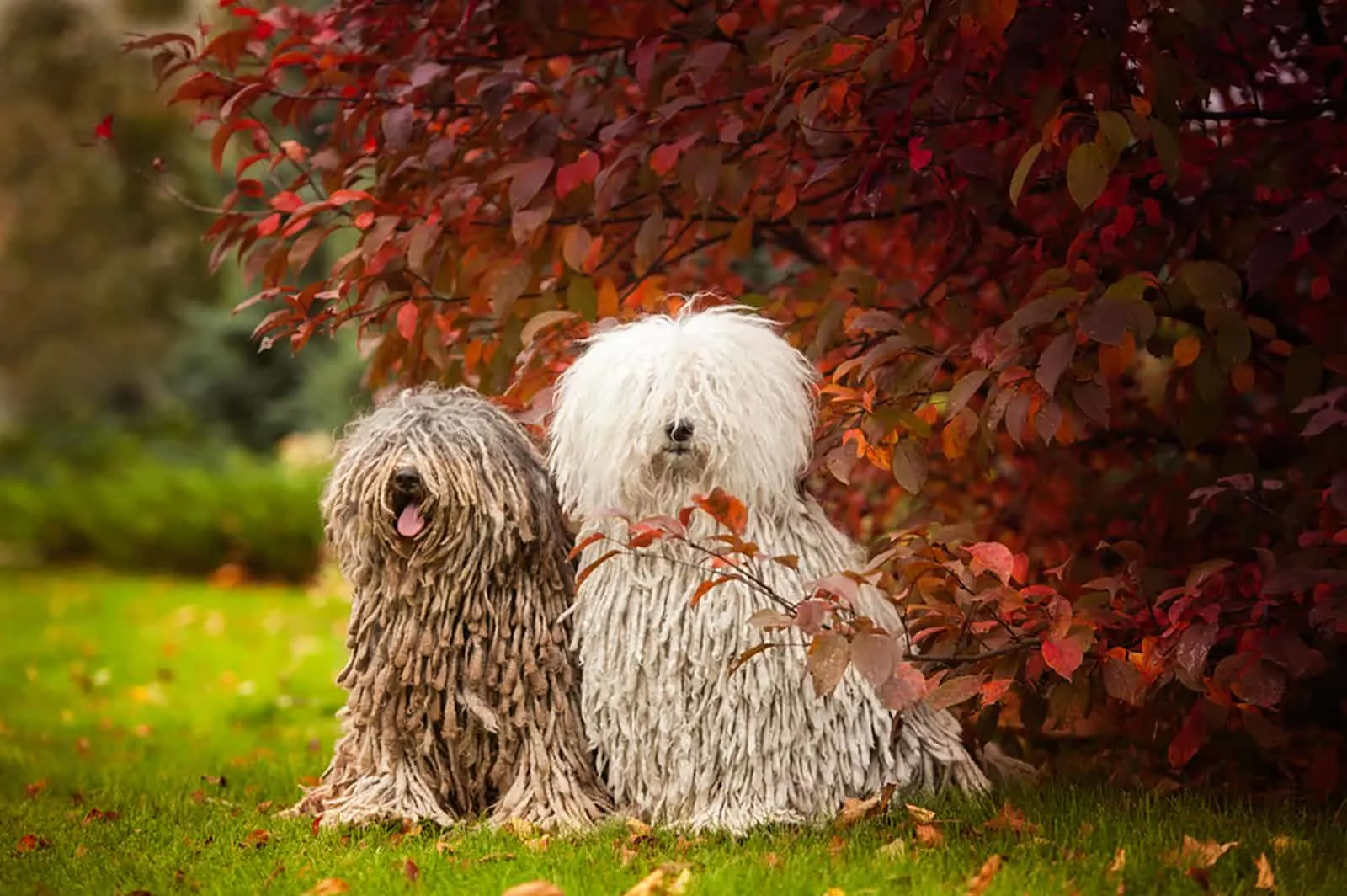 two puli dogs in the park