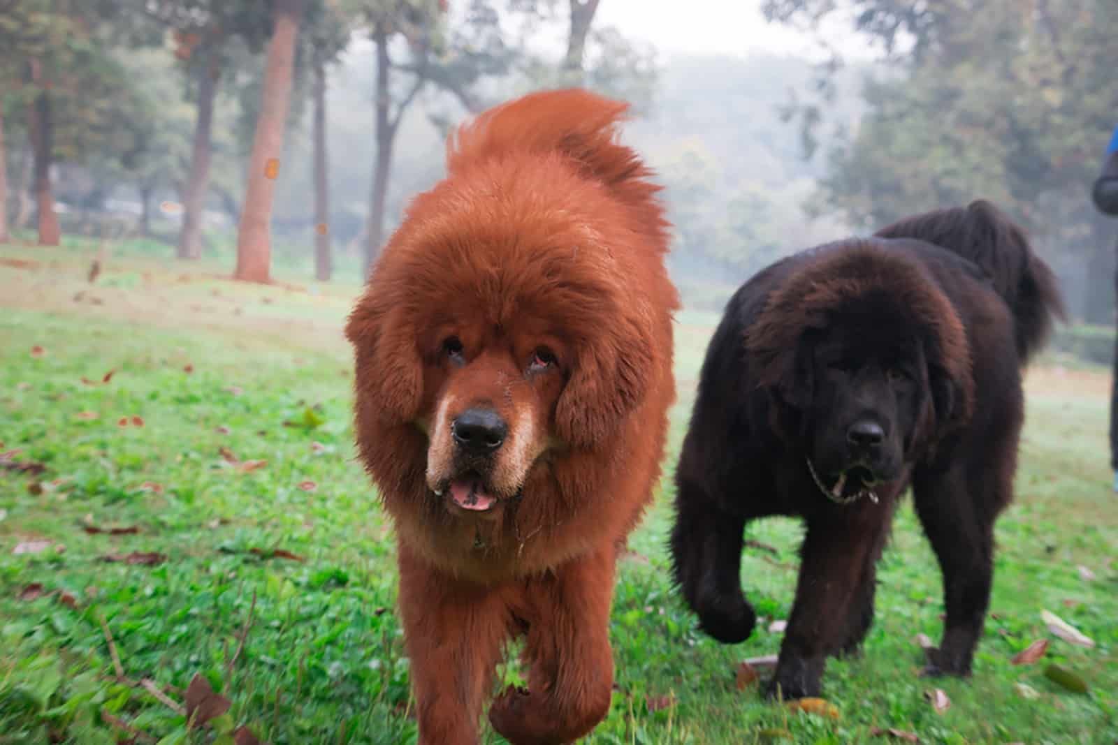two tibetan mastiff dogs in the park