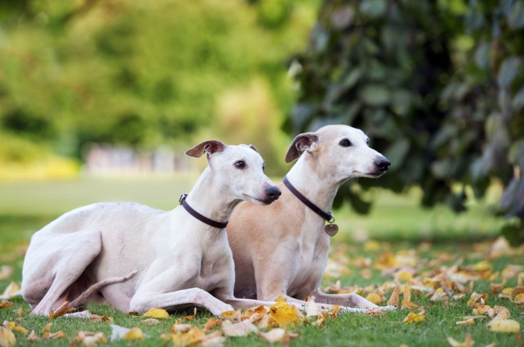 two whippet dogs lying down outdoors together