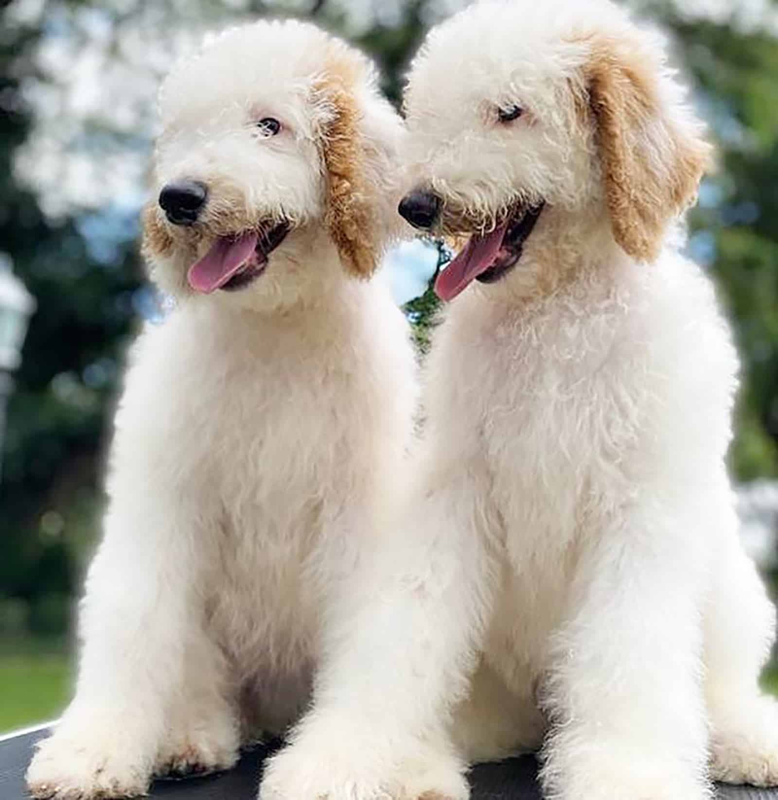 two white giant poodles sitting together