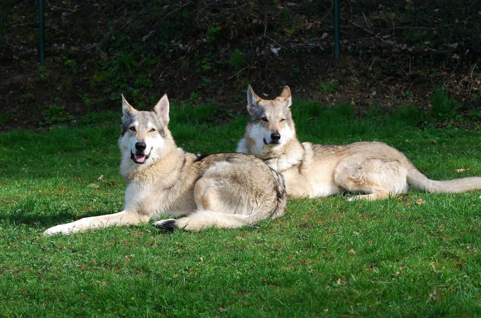 two wolfdogs
